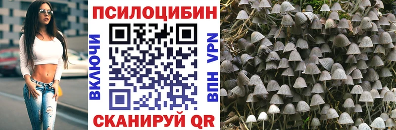 где найти   Городовиковск  Галлюциногенные грибы Psilocybe 